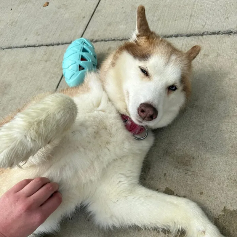 Rosie thumbnail 6