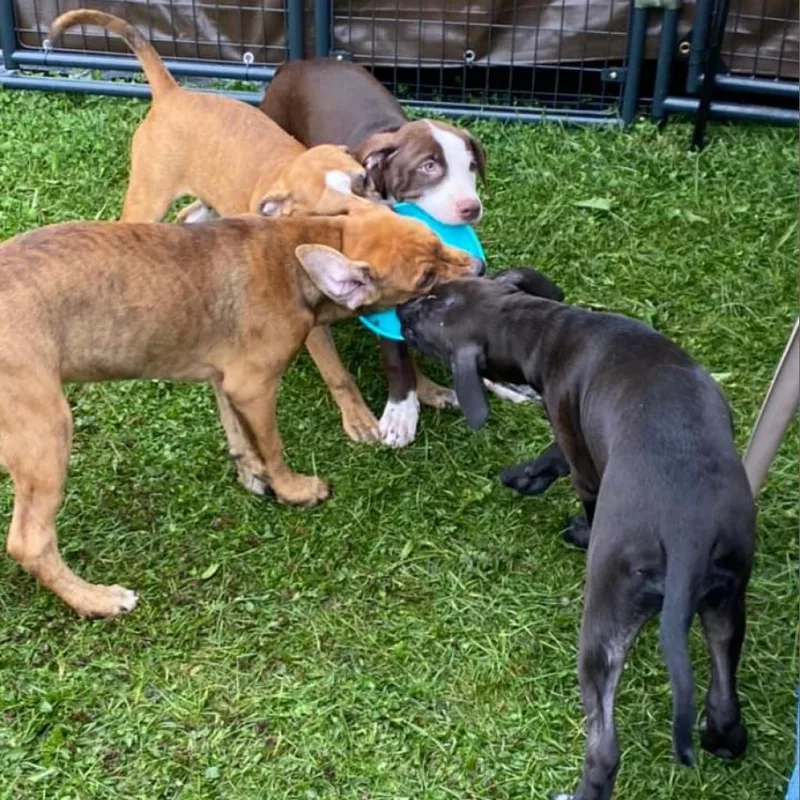 An adult medium-sized male Brown / Chocolate Hound dog named 'blue'bell Graduated Pawsinprison Training for adoption in Union City, PA