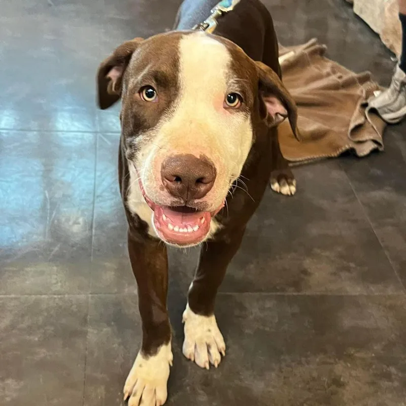 'blue'bell Graduated Pawsinprison Training thumbnail 2