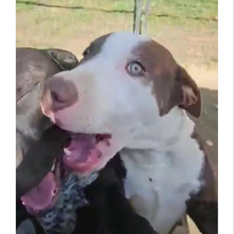 'blue'bell Graduated Pawsinprison Training thumbnail 3