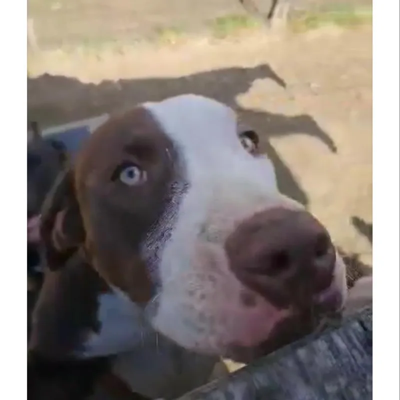 'blue'bell Graduated Pawsinprison Training thumbnail 4