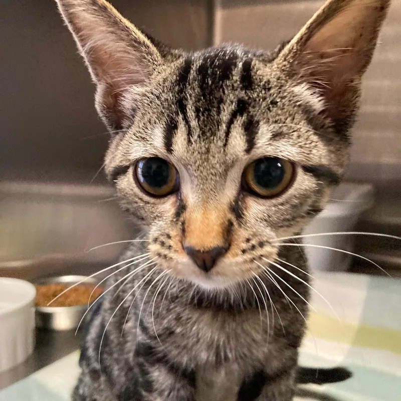A baby medium-sized male Tabby (Brown / Chocolate) Domestic Short Hair cat named Trout for adoption in Kankakee, IL
