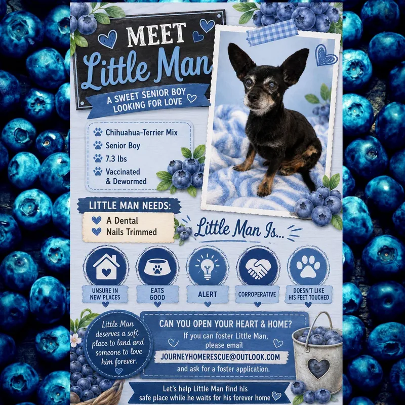 A senior small-sized male Black Chihuahua dog named Little Man for adoption in East Wenatchee, WA