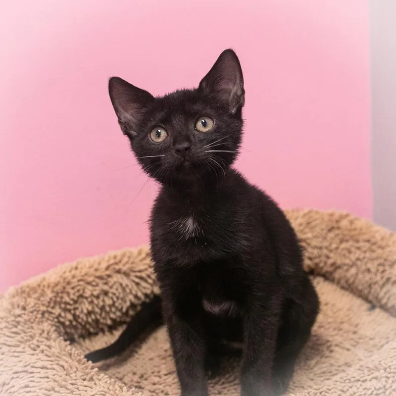 A baby small-sized female Black Domestic Short Hair cat named Tulipina for adoption in Ponte Vedra, FL