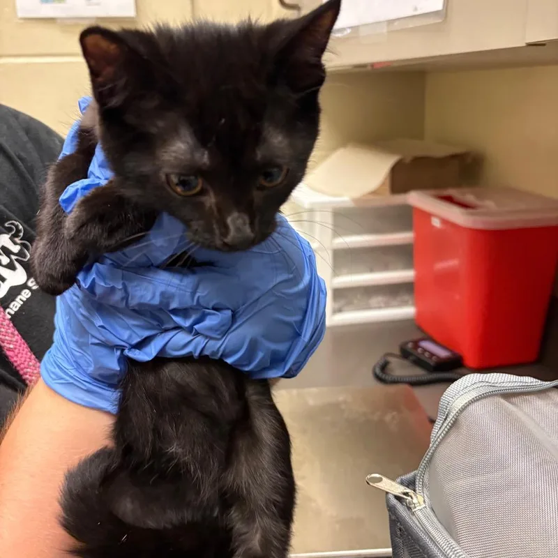 A baby small-sized male Black Domestic Short Hair cat named Pumbaa for adoption in Columbus, GA