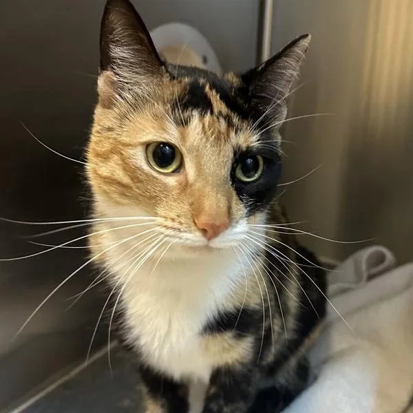 A young small-sized female Domestic Short Hair cat named Sinigang for adoption in Walnut Creek, CA