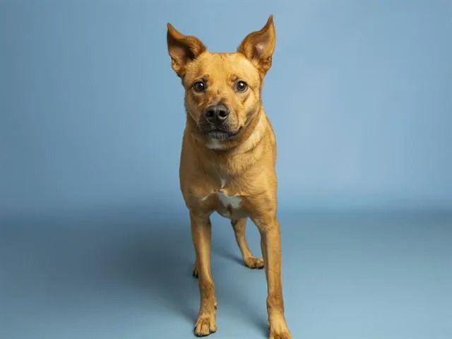 An adult medium-sized male Carolina Dog dog named Blaze for adoption in Phoenix, AZ