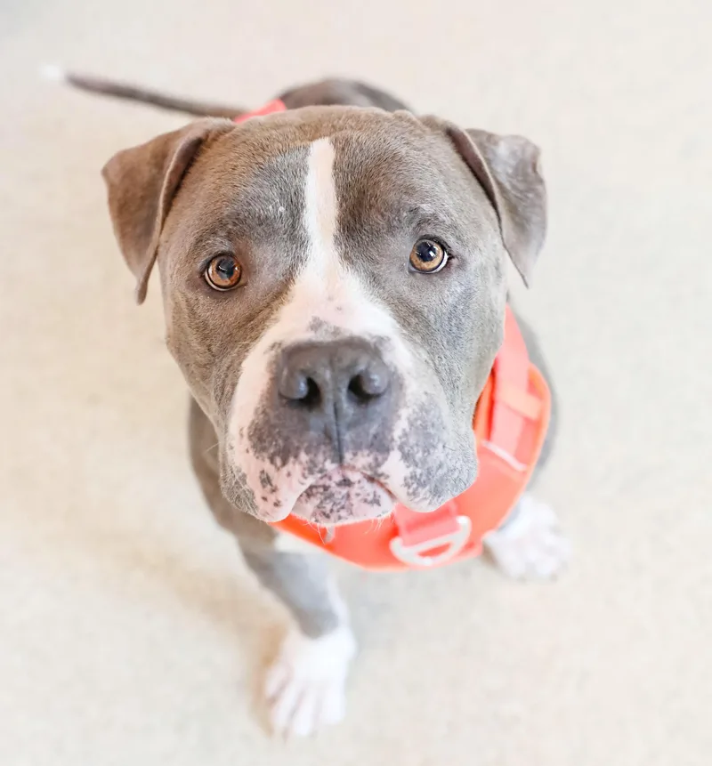 An adult large-sized male Gray / Blue / Silver Pit Bull Terrier dog named Pringle for adoption in Pontiac, MI