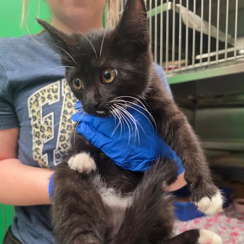 A baby small-sized male Black Domestic Short Hair cat named Kevin for adoption in Mount Vernon, IN