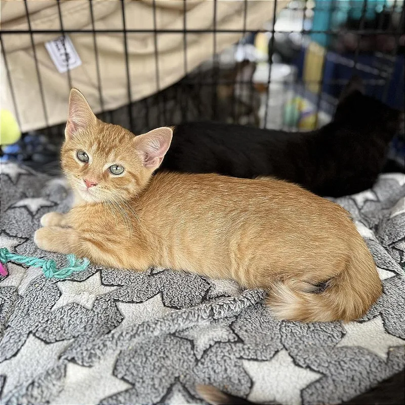 A baby small-sized male Orange / Red Domestic Short Hair cat named Francis for adoption in Plainfield, IL