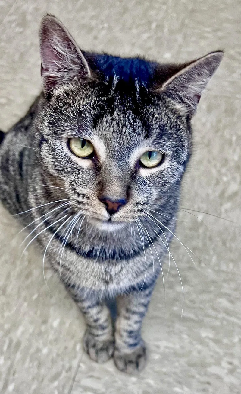A young medium-sized male Tabby cat named Figwgpetsmart for adoption in Greenville, DE