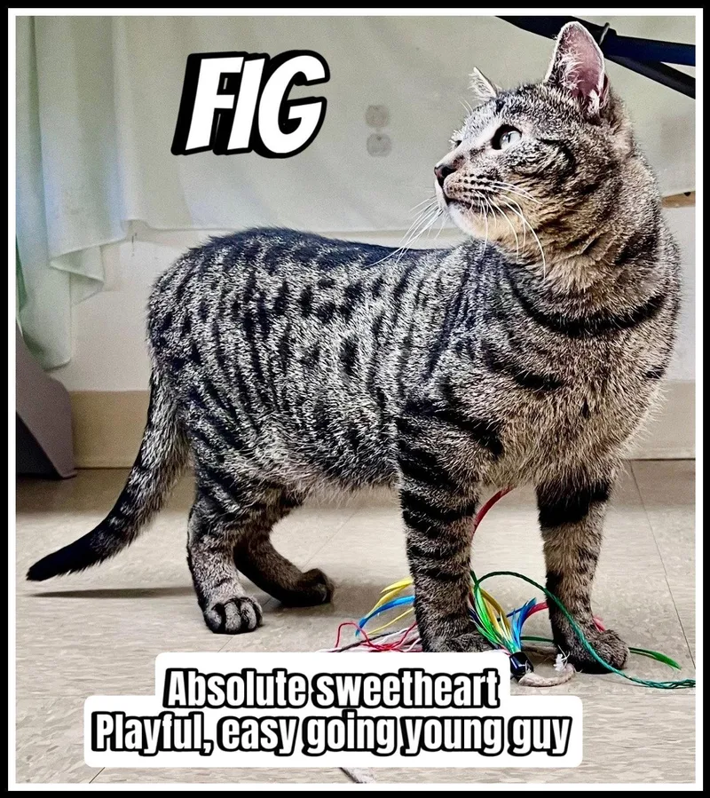 Figwgpetsmart thumbnail 2