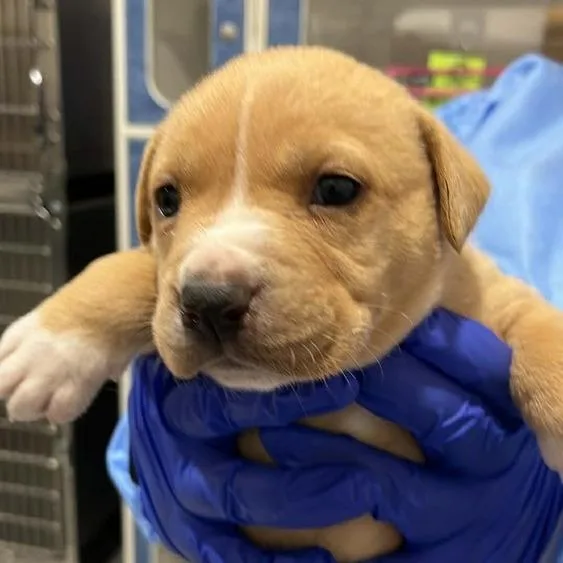 A baby medium-sized female Yellow / Tan / Blond / Fawn Mixed Breed dog named Rainbow for adoption in Seminole, FL