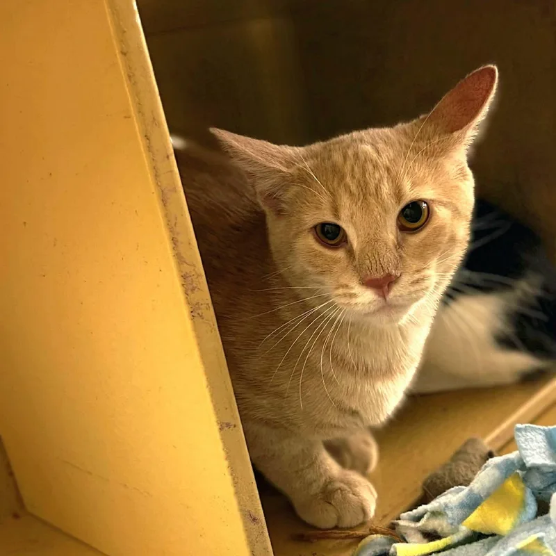 A baby small-sized male Domestic Short Hair cat named Zircon for adoption in Gladstone, OR