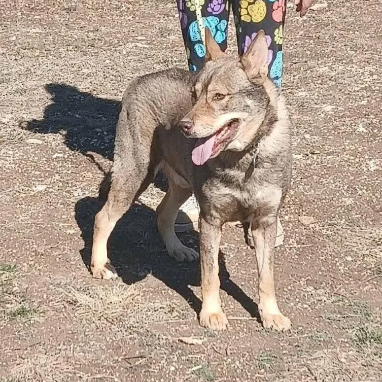 An adult medium-sized male Husky dog named WOLFIE > Bleeding Heart for adoption in Spring, TX