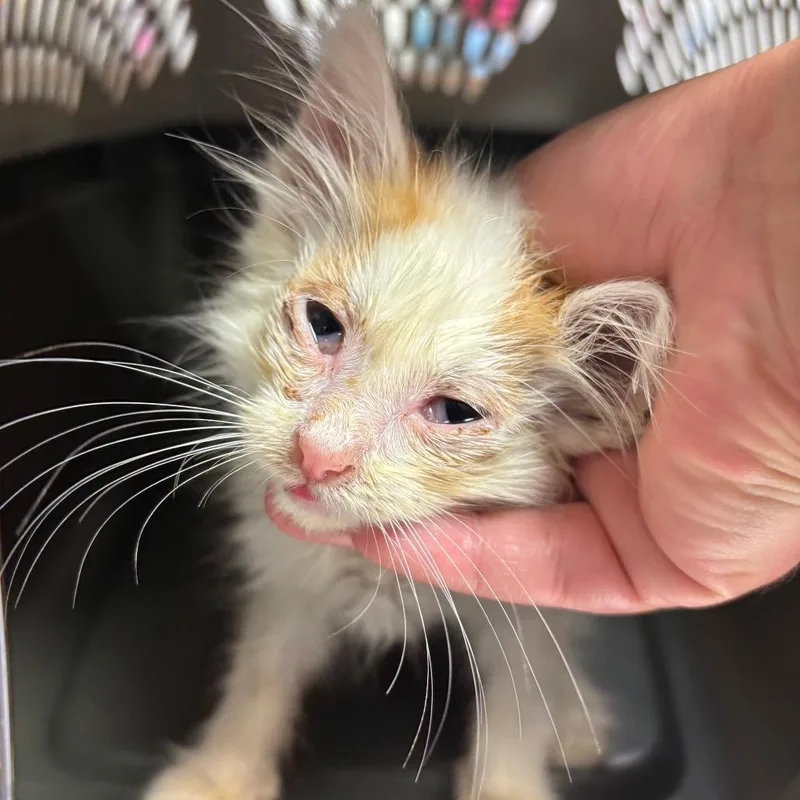 A baby small-sized male White Domestic Long Hair cat named Cream Cheese for adoption in Ottawa, KS