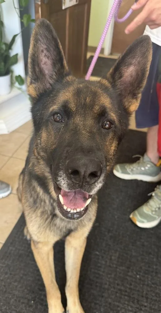 A young large-sized male German Shepherd Dog dog named Ruger for adoption in Palatine, IL