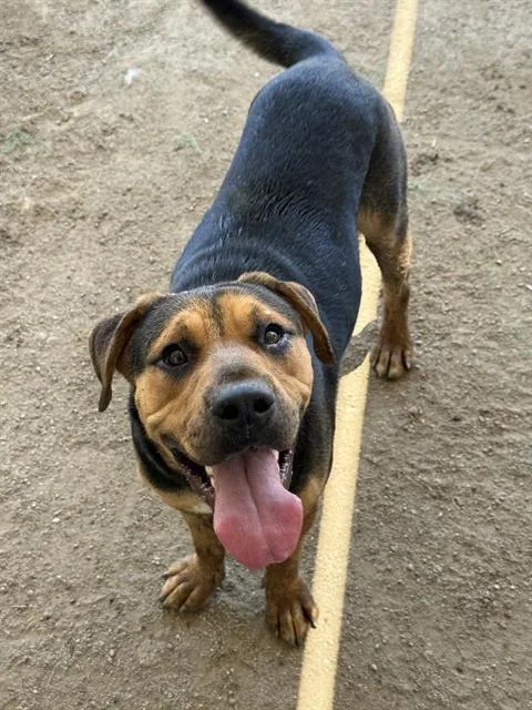 A young large-sized male Shepherd dog named Morris for adoption in Riverside, CA