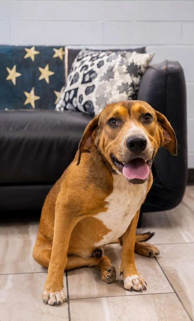 A young large-sized male Hound dog named Juvi for adoption in North Syracuse, NY