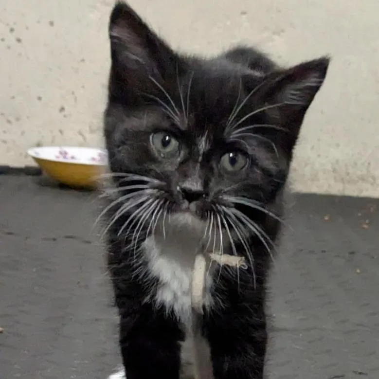 A baby small-sized female Black Domestic Short Hair cat named Ms. Dinkles for adoption in Carmel, IN