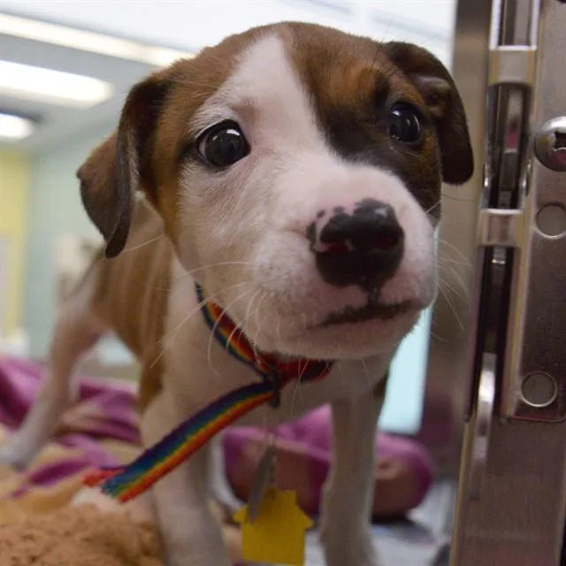 A baby small-sized female Pointer dog named Brielle for adoption in St. Louis, MO