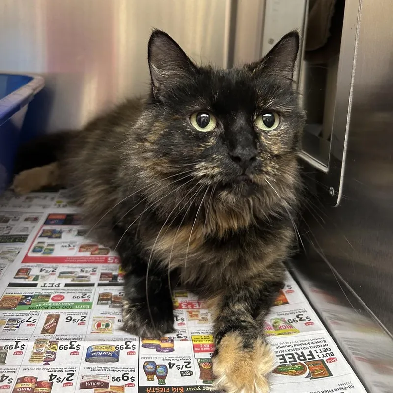 An adult small-sized female Black Domestic Long Hair cat named Empress for adoption in Springfield, MA