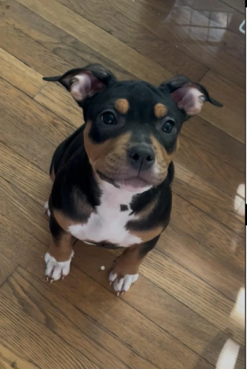 A baby medium-sized female Black Terrier dog named Lilo for adoption in Elyria, OH