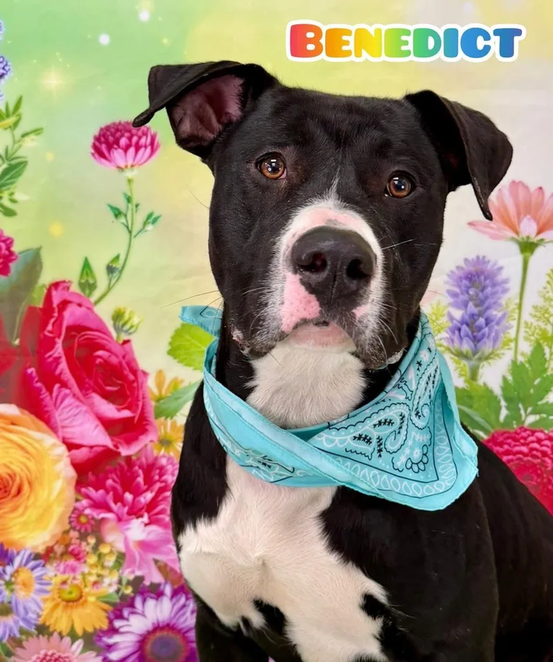 An adult large-sized male Black Mixed Breed dog named Benedict for adoption in Flint, MI