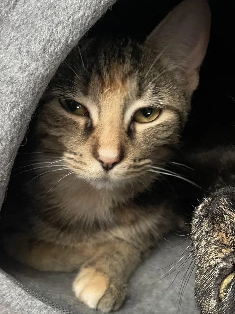 A baby medium-sized female Torbie Domestic Short Hair cat named Zara for adoption in Johnsburg, IL