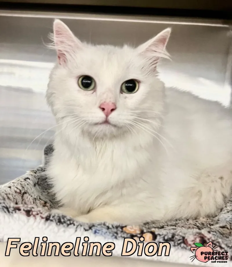 A young medium-sized female Turkish Angora cat named Felineline Dion for adoption in Douglasville, GA