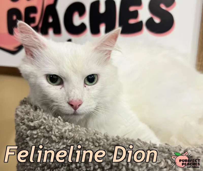 Felineline Dion thumbnail 2