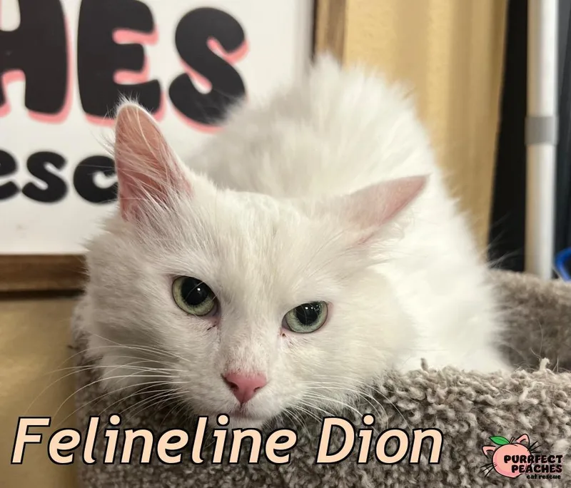 Felineline Dion thumbnail 3