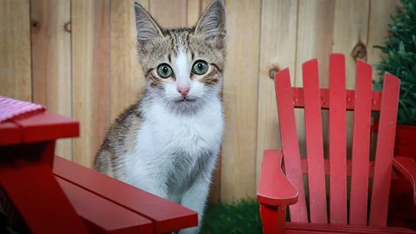 A baby medium-sized male Tabby (Buff / Tan / Fawn) Tabby cat named Arthur for adoption in Parker, TX