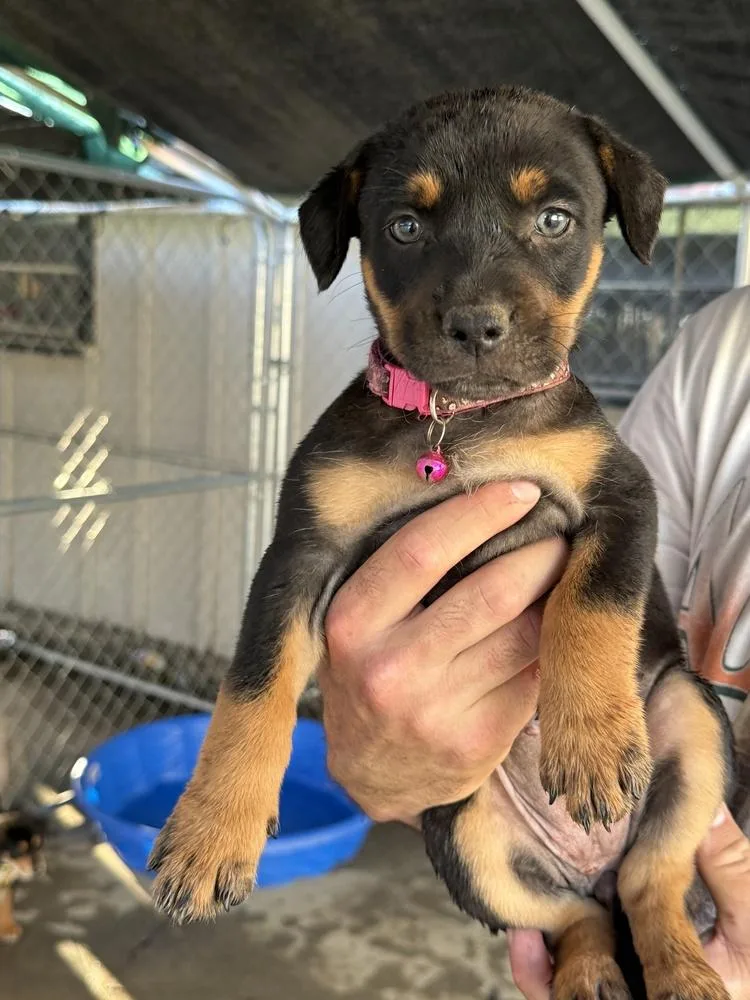 A baby large-sized female Tricolor (Brown, Black, & White) Doberman Pinscher dog named Curie for adoption in Pleasant Hill, CA