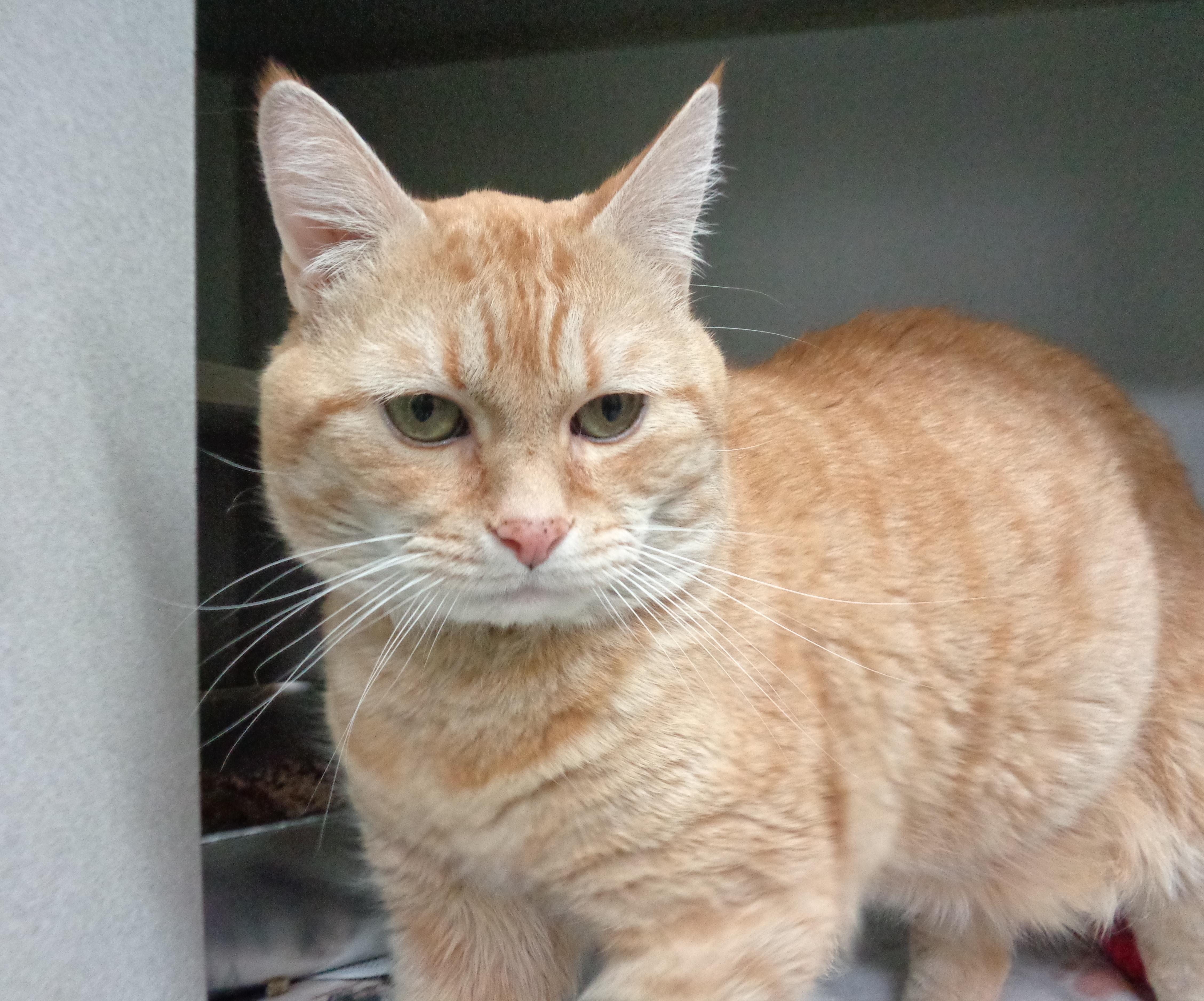 A senior large-sized male Orange / Red Tiger cat named Colt for adoption in Delhi, NY