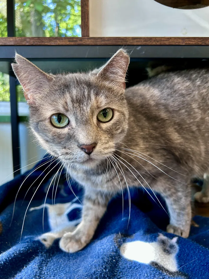 An adult medium-sized female Dilute Tortoiseshell cat named Kiki for adoption in Grand Rapids, MI