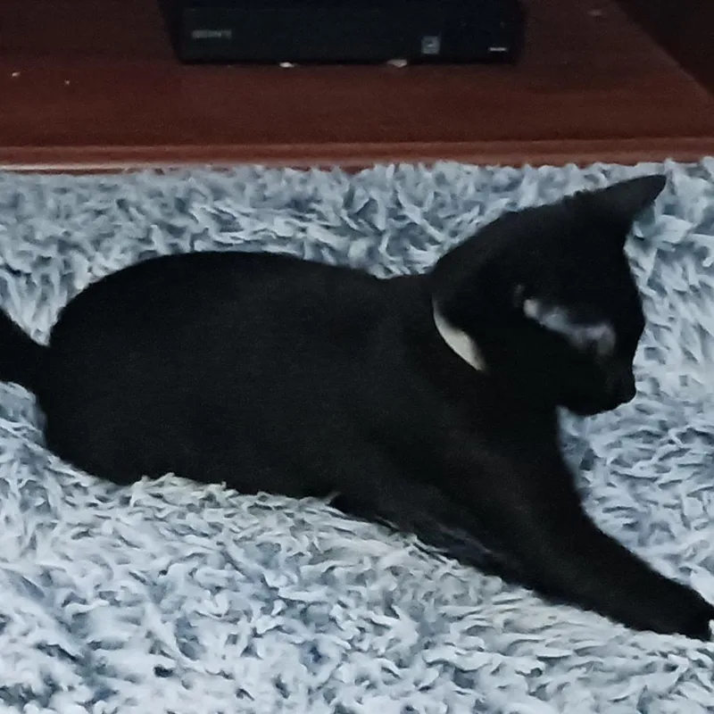 A baby small-sized female Black Domestic Short Hair cat named Starlight for adoption in Inver Grove Heights, MN