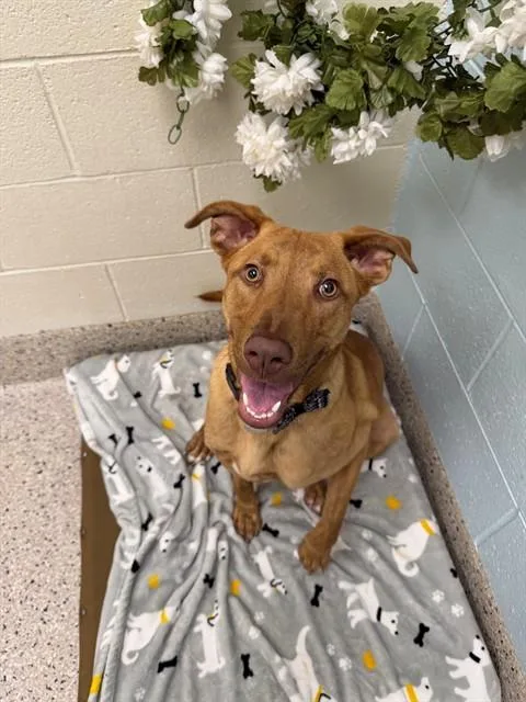 A young large-sized female Pit Bull Terrier dog named Bella for adoption in Brighton, CO