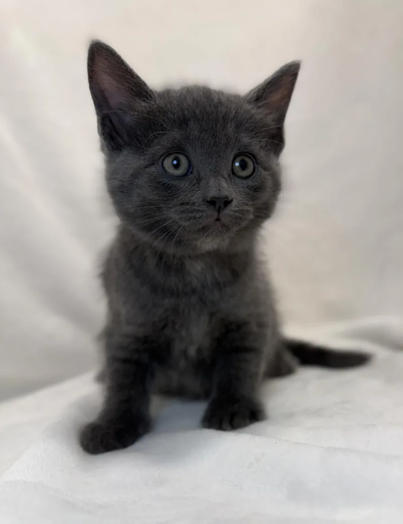 A baby medium-sized female Gray / Blue / Silver Domestic Short Hair cat named Liadan for adoption in Greensboro, NC