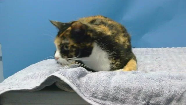 An adult medium-sized female Domestic Short Hair cat named Bixen for adoption in Gardena, CA
