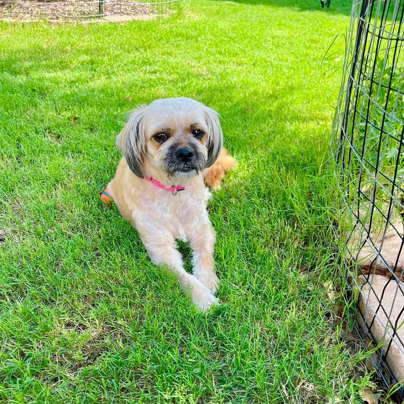 An adult small-sized female Apricot / Beige Shih Tzu dog named Juju for adoption in Warren, RI