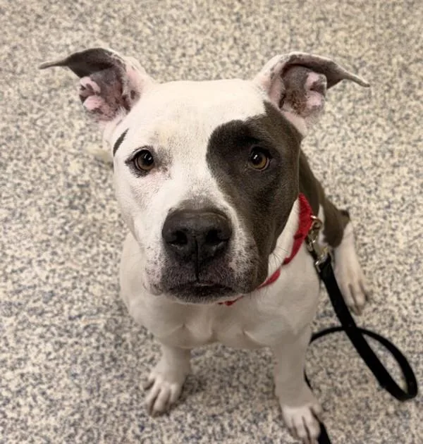 An adult medium-sized female Pit Bull Terrier dog named Alamea for adoption in Golden, CO