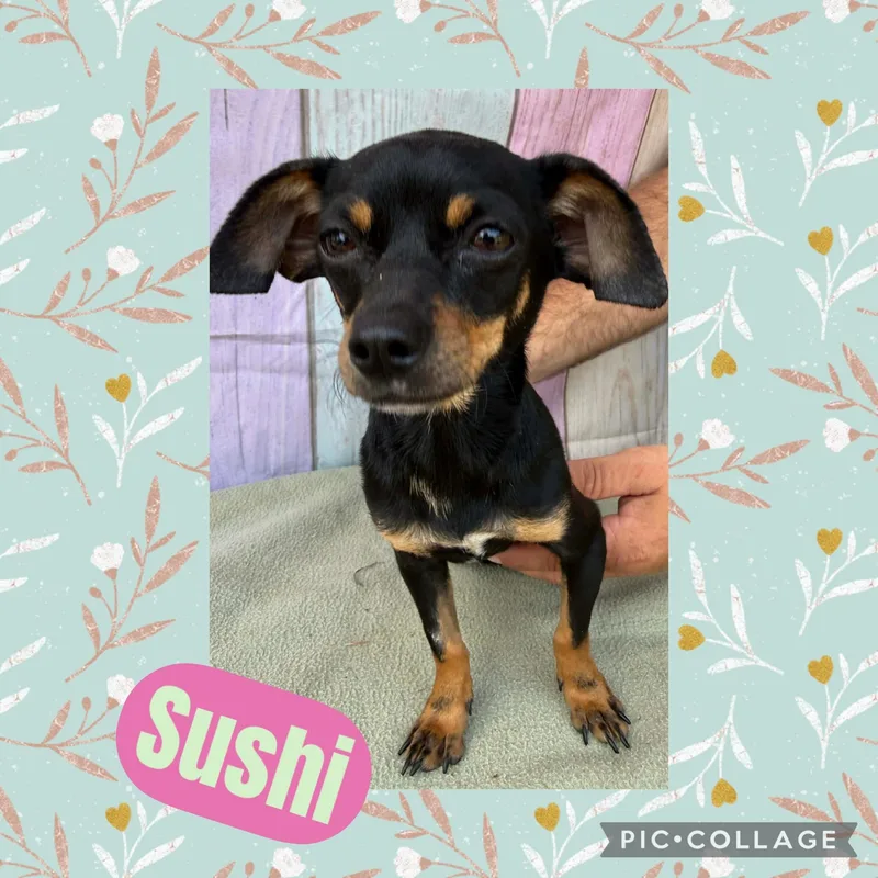 Sushi thumbnail 2