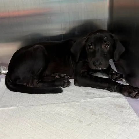 A young small-sized female Black Labrador Retriever dog named Punkin for adoption in Bastrop, TX
