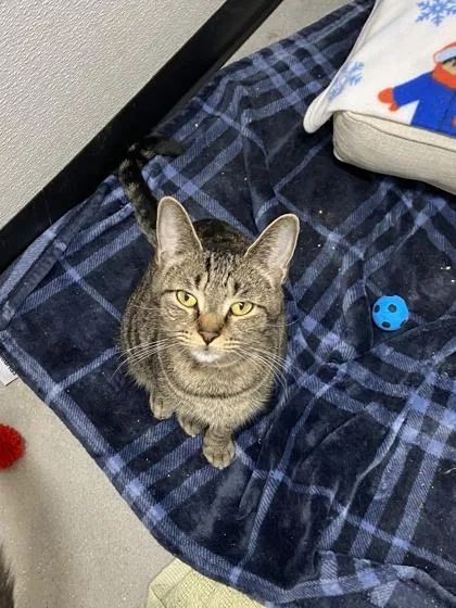 An adult small-sized female Domestic Short Hair cat named Florence FKA cat for adoption in West Chester, PA