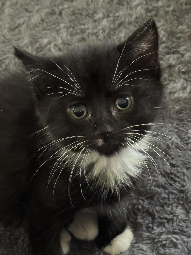 A baby small-sized female Black & White / Tuxedo Domestic Short Hair cat named Tali Wood for adoption in Mount Laurel, NJ