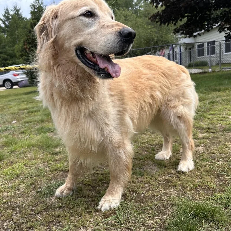 A senior large-sized male Golden Retriever dog named Thor for adoption in Conway, NH