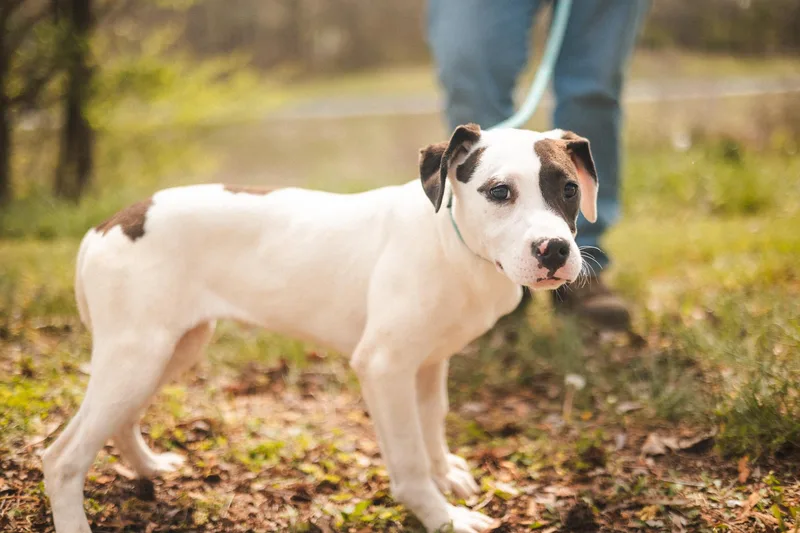 A young small-sized female White / Cream Mixed Breed dog named Pinto for adoption in Gradyville, KY