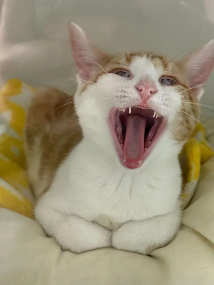 A baby medium-sized female Domestic Short Hair cat named Omni for adoption in Milltown, NJ