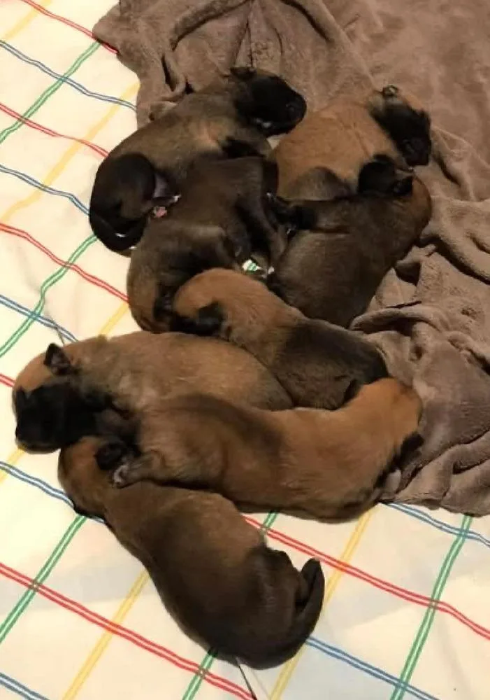 A baby small-sized female Tricolor (Brown, Black, & White) Belgian Shepherd / Malinois dog named Oceans Litter  Isla for adoption in Imlay City, MI